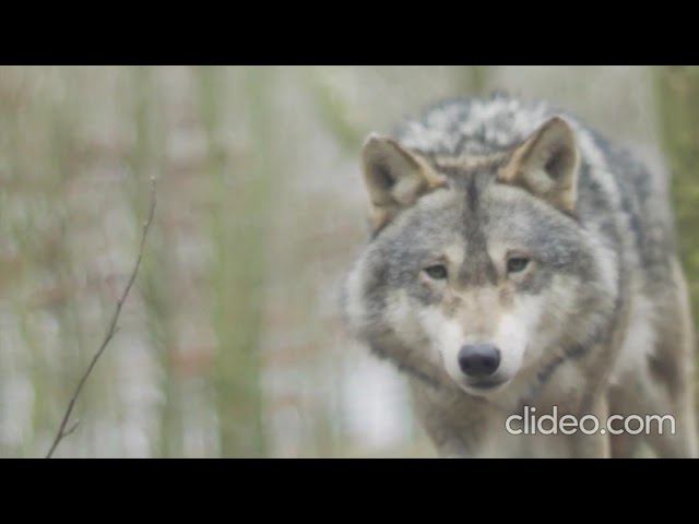 зима на помеле Макс Салтыков смотреть онлайн