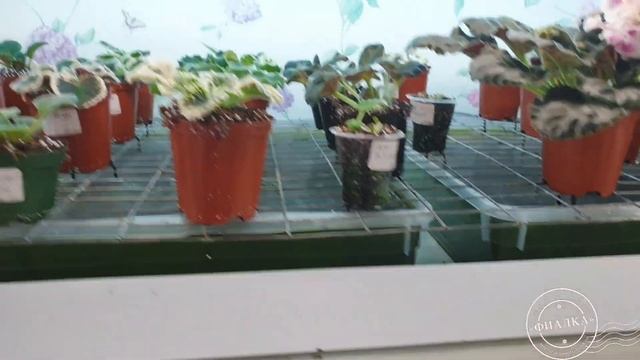 Так растут мои фиалки