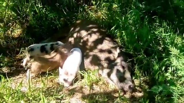 Хорошо с мамой в траве отдыхать?, минипиги, минипиг, микропиги, микропиг, minipig, micropig, лето смотреть онлайн