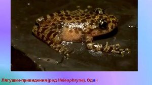 Редкие и необычные земноводные.AVI