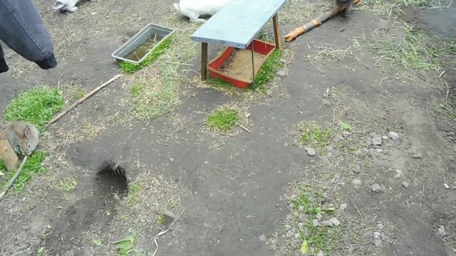Кролики в вольере 3