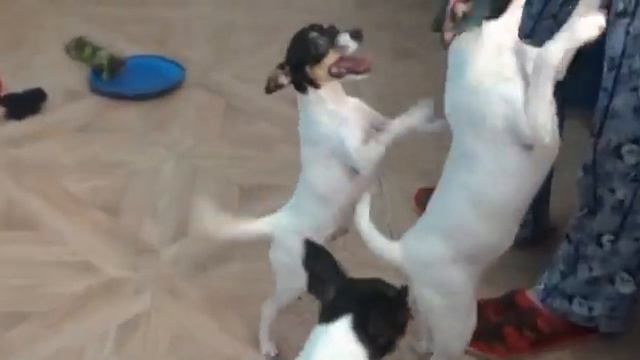 Ц помет и Ш помет смотреть онлайн