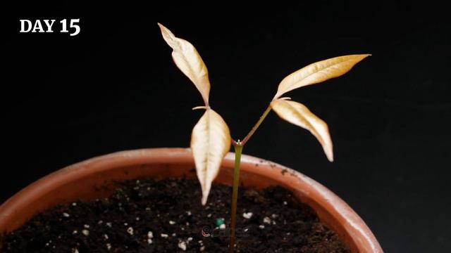 Growing Lychee Tree From Seed (76 Days Time Lapse) смотреть онлайн