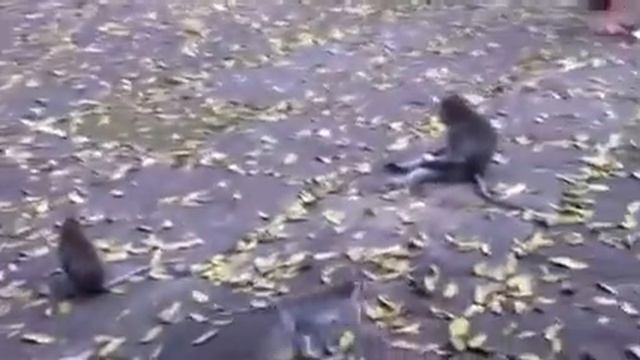 Лес обезьян на Бали смотреть онлайн