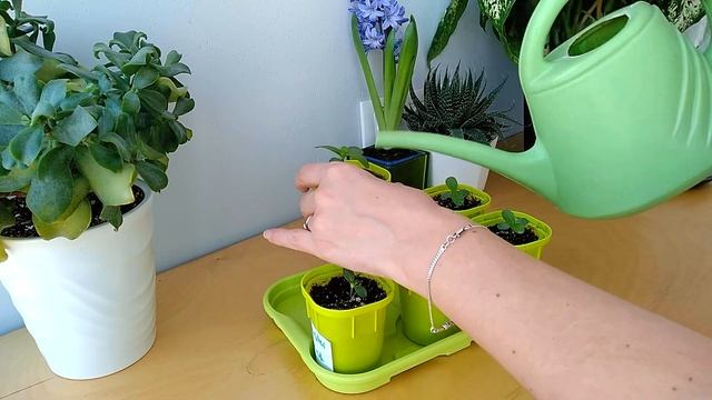 ЦИНИЯ - ЛЕГКО! Уход в первый месяц смотреть онлайн