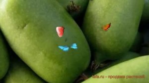 Актинидия аргута Дачная (aktinidiya-arguta-dachnaya) ? обзор: как сажать, саженцы актинидии Дачная