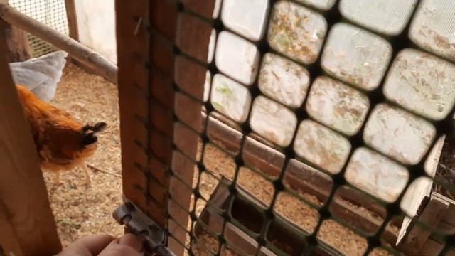 Содержание домашней птицы в теплице круглогодично. смотреть онлайн