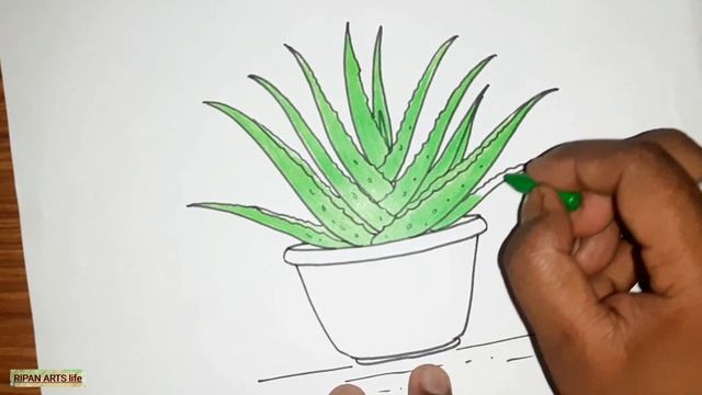 Aloe Vera plant drawing easy | অ্যালোভেরা গাছ আঁকা | смотреть онлайн