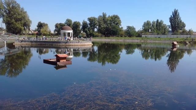 Городской Сад Черепахи плавают в озере смотреть онлайн