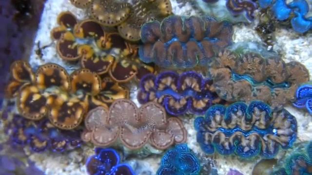 08 10 2009 Tridacna смотреть онлайн