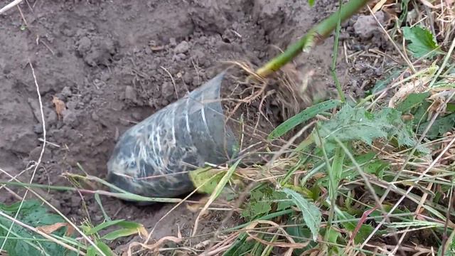 Мощный саженец ежевики Натчез,уже готов на 7.10. 23. Как вырастить-смотрите!