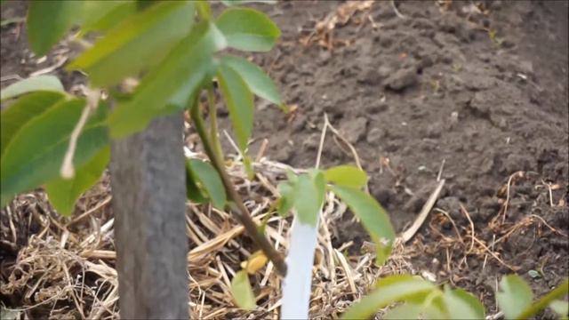 Формирование саженцев, посаженных осенью 2015 смотреть онлайн