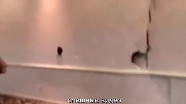 СМЕШНЫЕ ВИДЕО:СМОТРЕТЬ ПРИКОЛЫ БЕСПЛАТНО