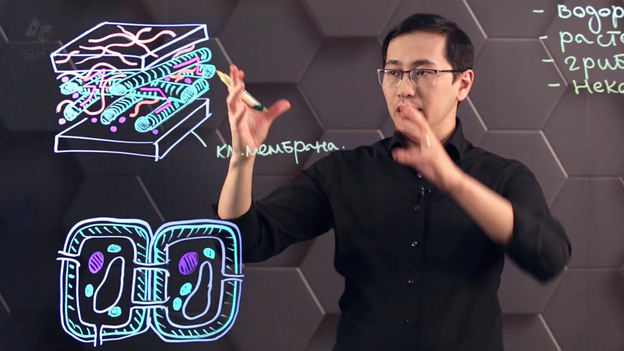 Клеточная стенка и ее функции. 10 класс. смотреть онлайн