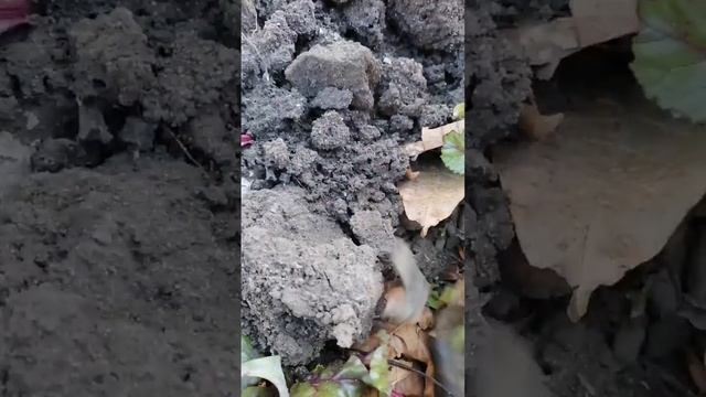 Второй урожай свеклы смотреть онлайн