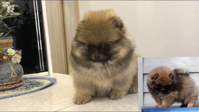 Соболь Еврася шпиц. смотреть онлайн