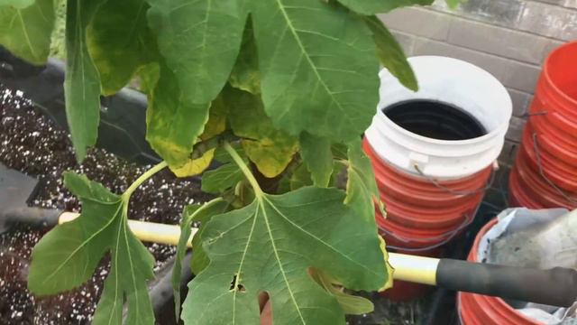 Fig Update: Up-potting Trees and Pinching || Black Gumbo смотреть онлайн