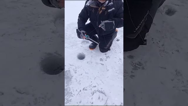 РК «Чайка». смотреть онлайн