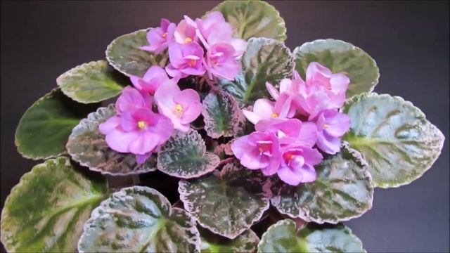 OPTIMARA ROMANCE - African Violet Review смотреть онлайн