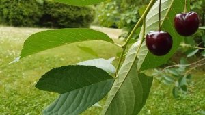 Почему осыпаются вишни?