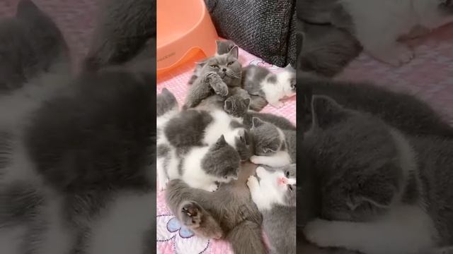 Кошка в шоке смотреть онлайн