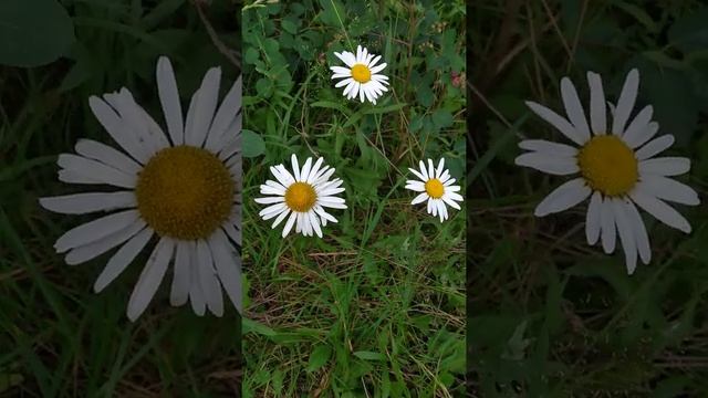 #chamomile symbol of love and fidelity #ромашка символ Любви и Верности 8 июля 2021 смотреть онлайн
