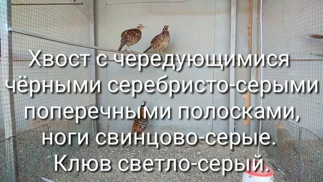 Королевский фазан краткая информация смотреть онлайн