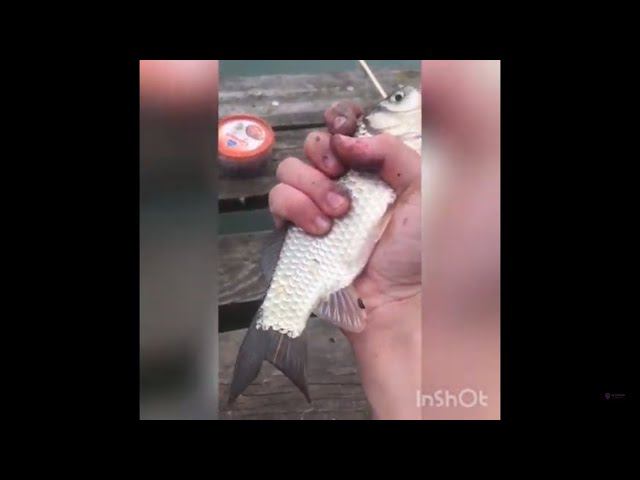 Рыбалка на кладке!! Поймал Карасика!!