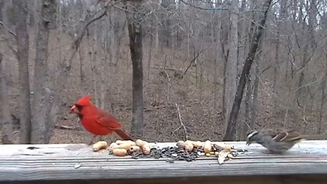 White-throated Sparrow Zonotrichia albicollis смотреть онлайн