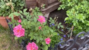 Волшебная роза! Плетистая роза Алхимист зацвела на Урале!?