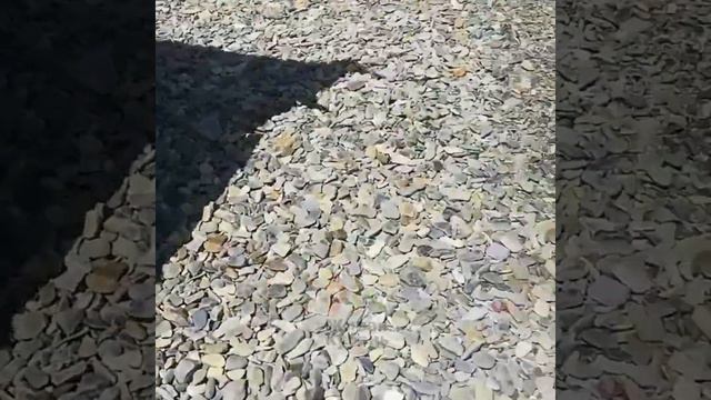 Мертвая белобочка в Геленджике смотреть онлайн