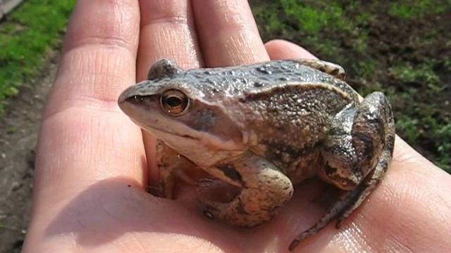 Царевна Лягушка