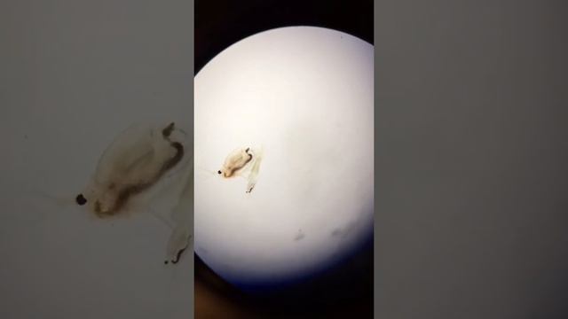 Hydra vs Daphnia Fight смотреть онлайн
