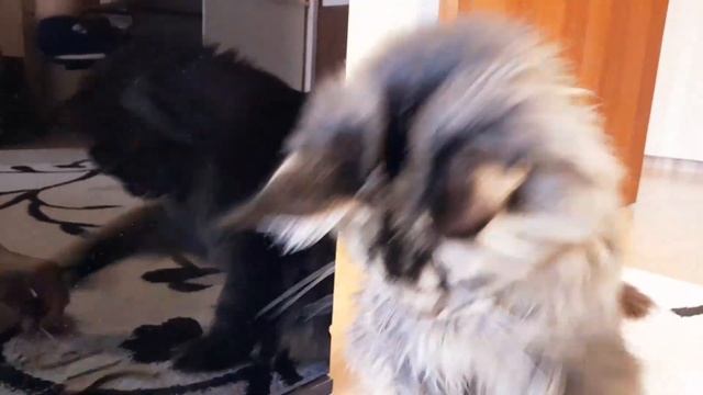 Хорошо когда есть помощник, всегда где-то рядом. Мейн Кун Сева.