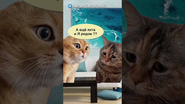 Женские мечты #мем #мыкотики #приколы #юмор #разговор #анекдот #шутки #котики смотреть онлайн