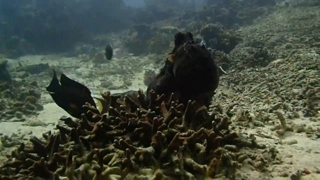 Octopus in Komodo смотреть онлайн