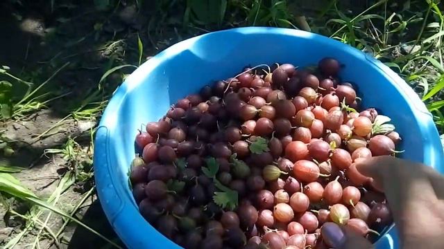 Хороший урожай! Собираю крыжовник. смотреть онлайн