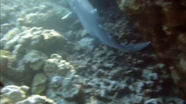 SAY NO TO SHARK FIN SOUP!.