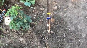 Штамбовая роза Пьер де Ронсар!Не сажай пока не посмотришь это видео!Штамбовые розы!Розы Артема!