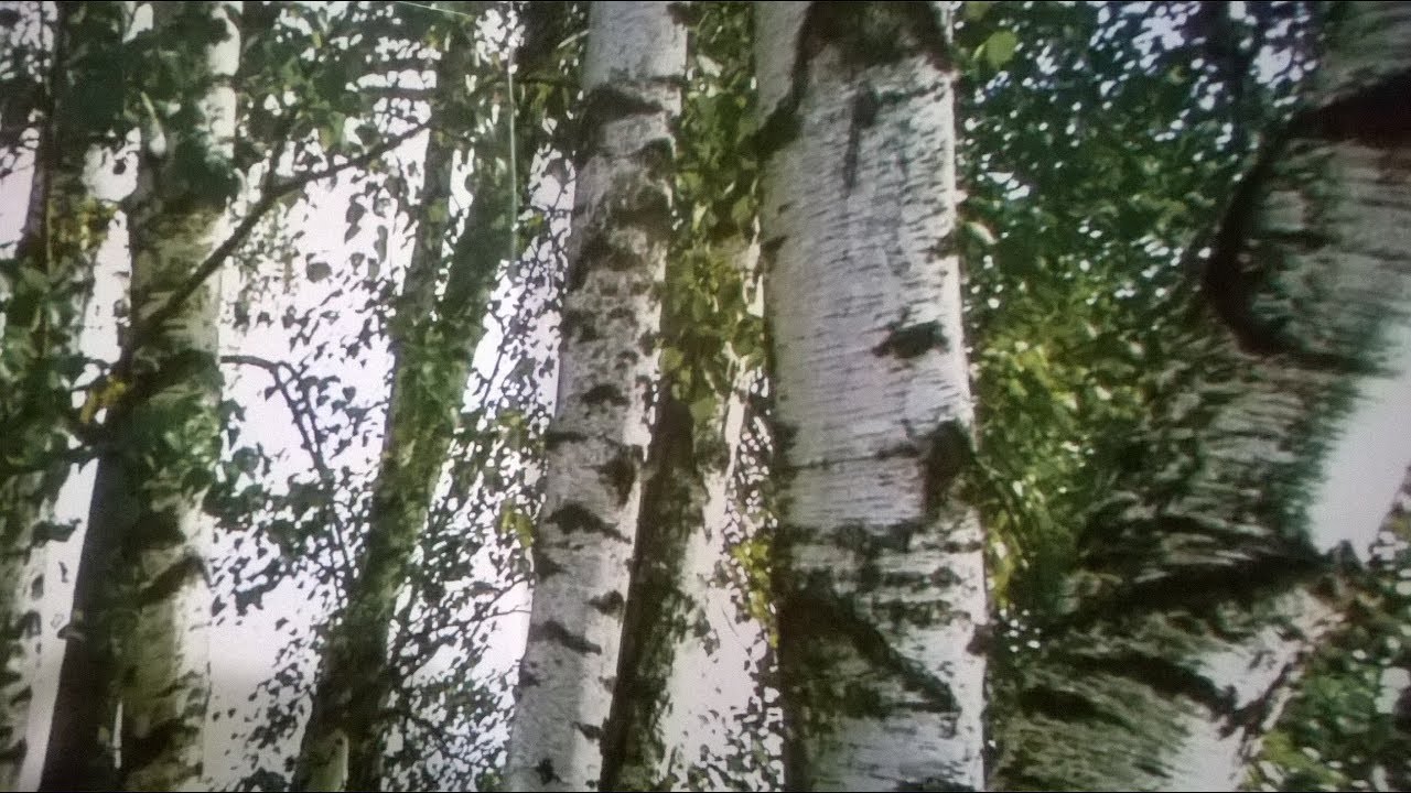 ПОЛЕЗНЫЕ СОВЕТЫ