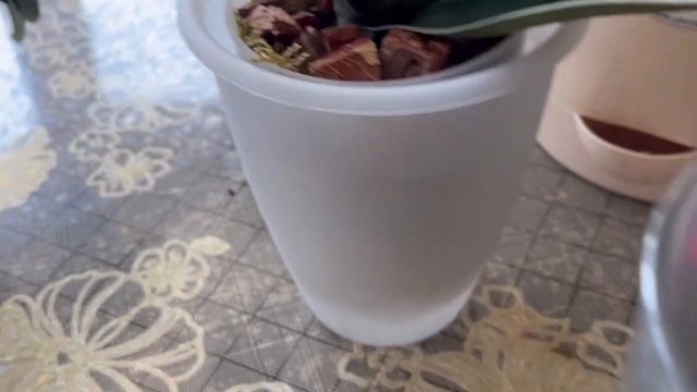 Не пропусти профилактику и не потеряешь орхидеи смотреть онлайн