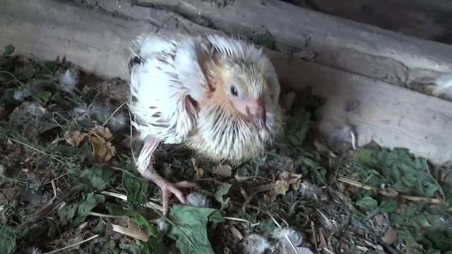 Кольцевание голубят. 14.05.2017 смотреть онлайн