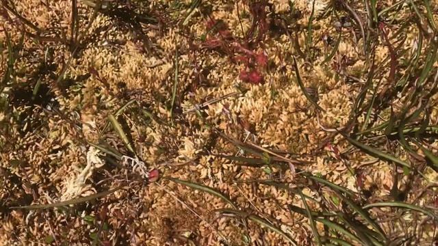 Wild Canadian carnivorous plants! - Drosera rotundifolia смотреть онлайн