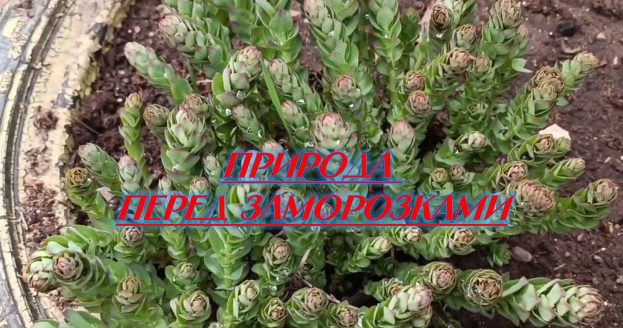 Природа не хочет просыпаться перед заморозками смотреть онлайн