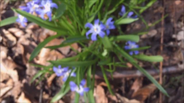 Grote sneeuwroem (Chionodoxa forbesii Baker) - 2017-03-25 смотреть онлайн