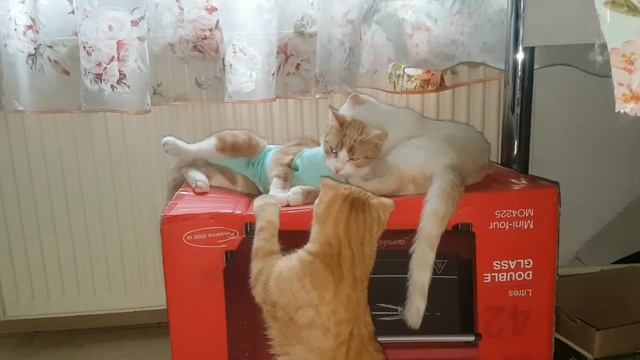 Мама кошка после стерилизации?Котята ухаживают? смотреть онлайн