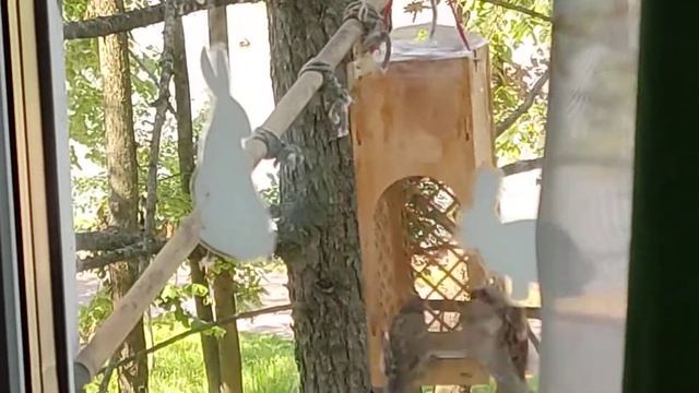 Воробей кормит птенца на ветке. Съёмка скрытой камерой смотреть онлайн