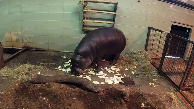 Карликовый Бегемот кушает. Зоопарк Эдинбурга, Шотландия смотреть онлайн