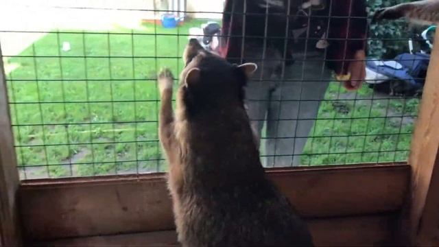 Fat hungry raccoons eat pears. Толстые еноты едят груши. Дом Енота. Смешные еноты чавкают. смотреть онлайн