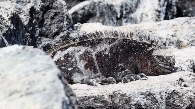8 DAYS on a GALAPAGOS CRUISE (with boat tour!) | BUCKET LIST DESTINATION смотреть онлайн